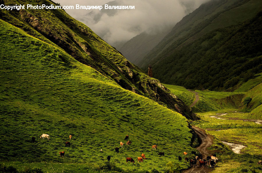 Moss, Plant, Field, Grass, Grassland, Land, Outdoors