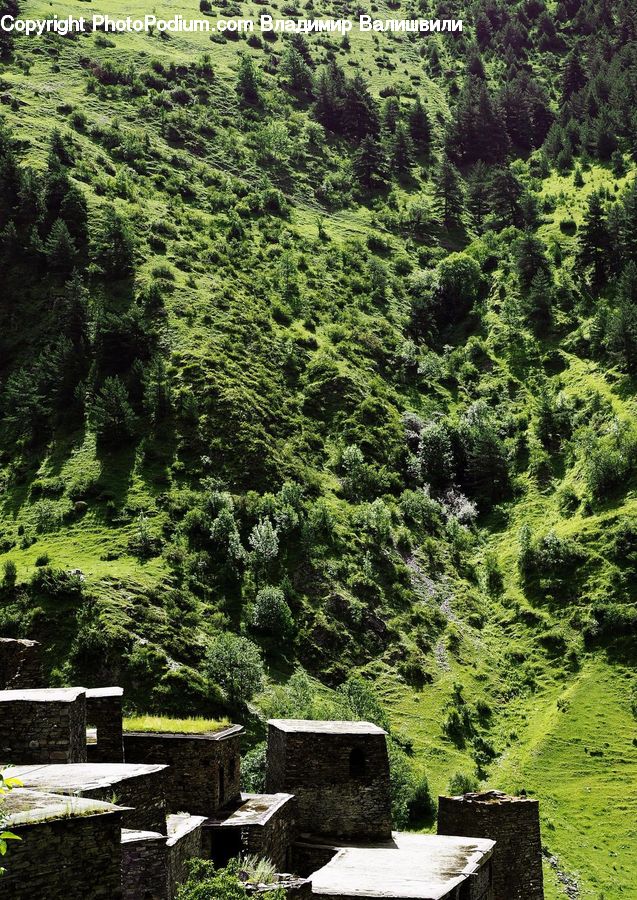Bench, Conifer, Fir, Plant, Tree, Forest, Jungle