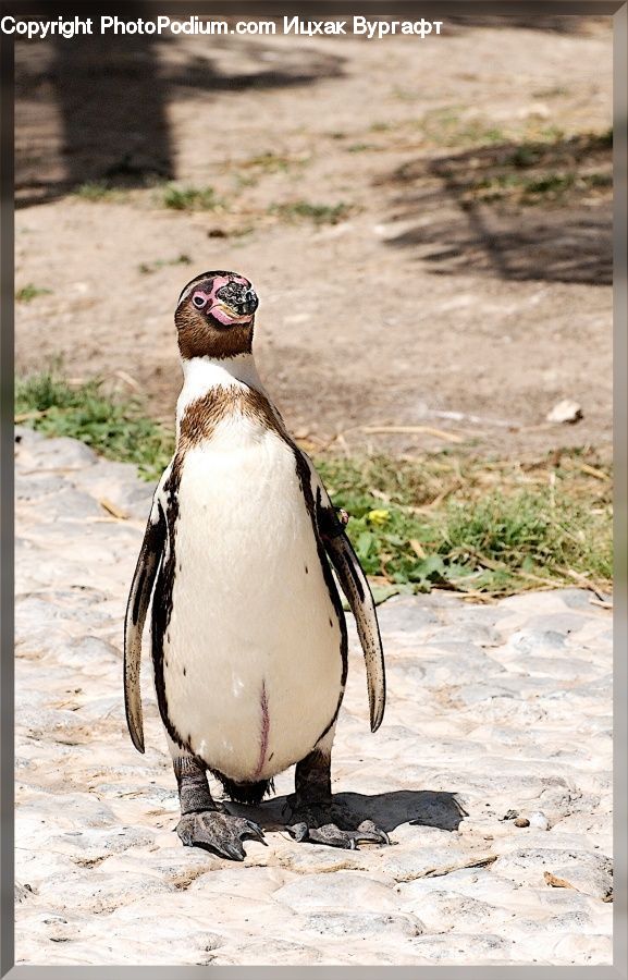 Bird, Penguin, Booby, Animal, Zoo, Puffin, Beak