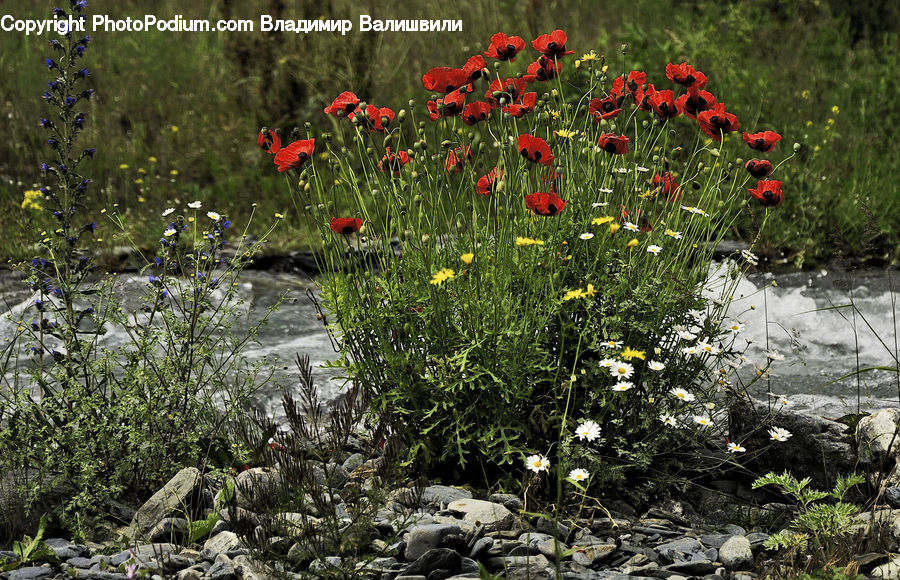 Blossom, Flora, Flower, Plant, Poppy, Vegetation, Rock