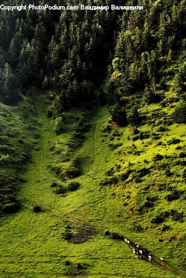 Conifer, Fir, Plant, Tree, Forest, Vegetation, Pine