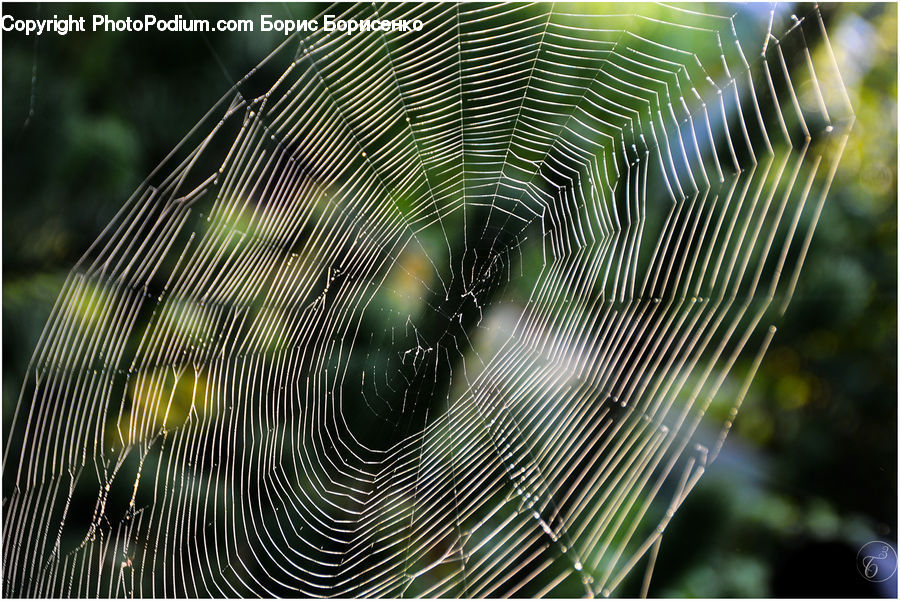 Insect, Spider Web, Flare, Light, Sunlight, Arecaceae, Palm Tree
