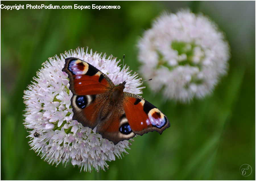 Butterfly, Insect, Invertebrate, Blossom, Flora, Flower, Plant