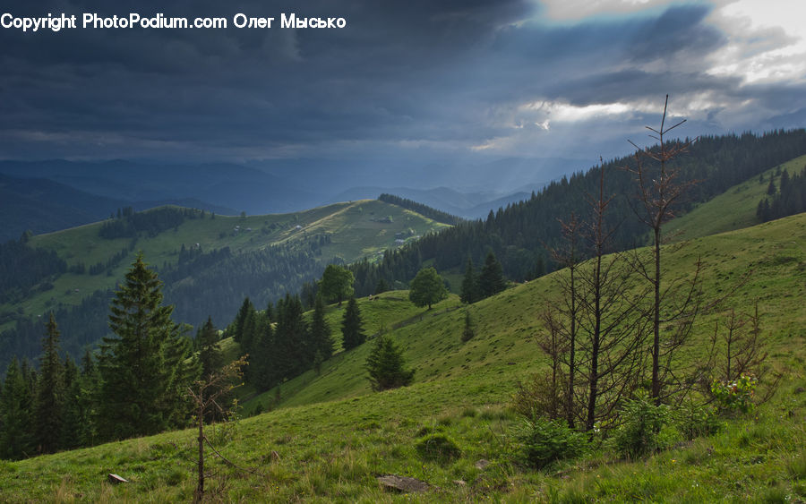 Conifer, Fir, Spruce, Wood, Field, Grass, Grassland