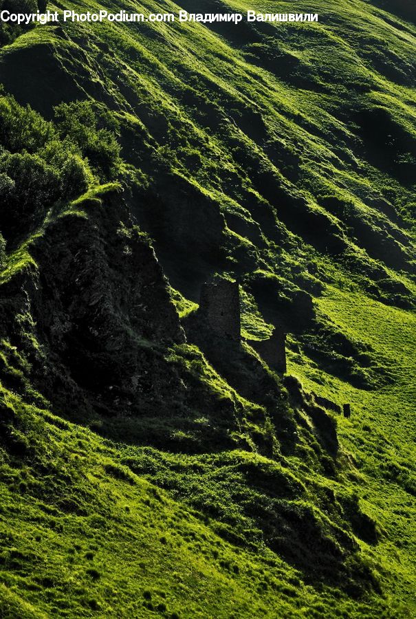 Field, Grass, Grassland, Plant, Land, Outdoors, Seaweed