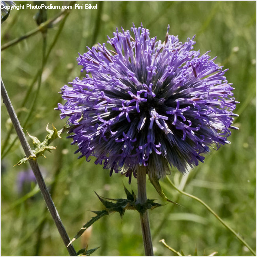 Flora, Flower, Plant, Thistle, Weed, Blossom, Asteraceae