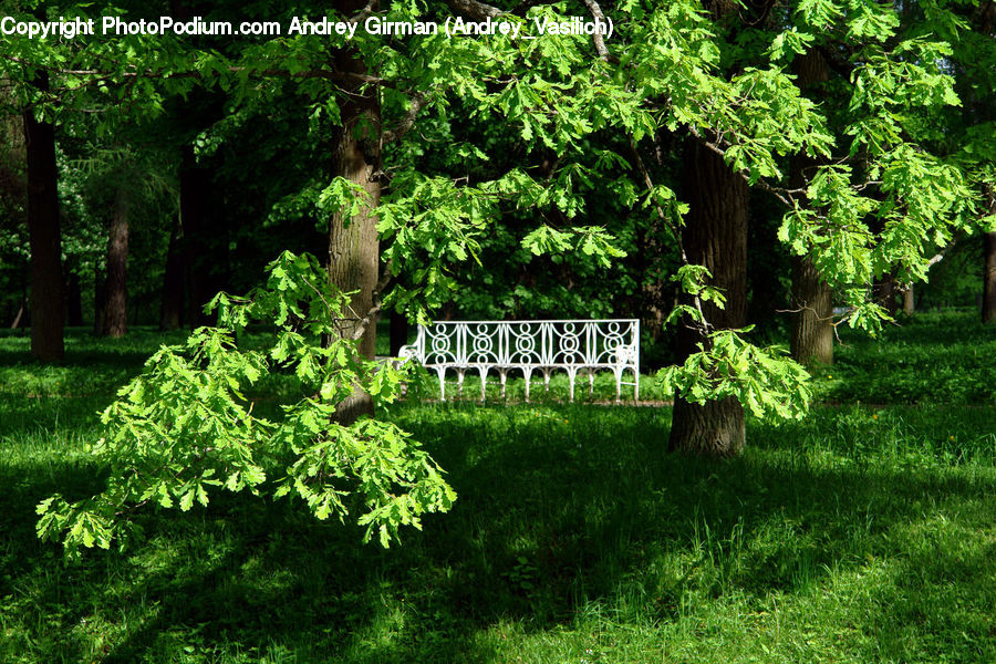 Conifer, Fir, Plant, Tree, Forest, Vegetation, Bench