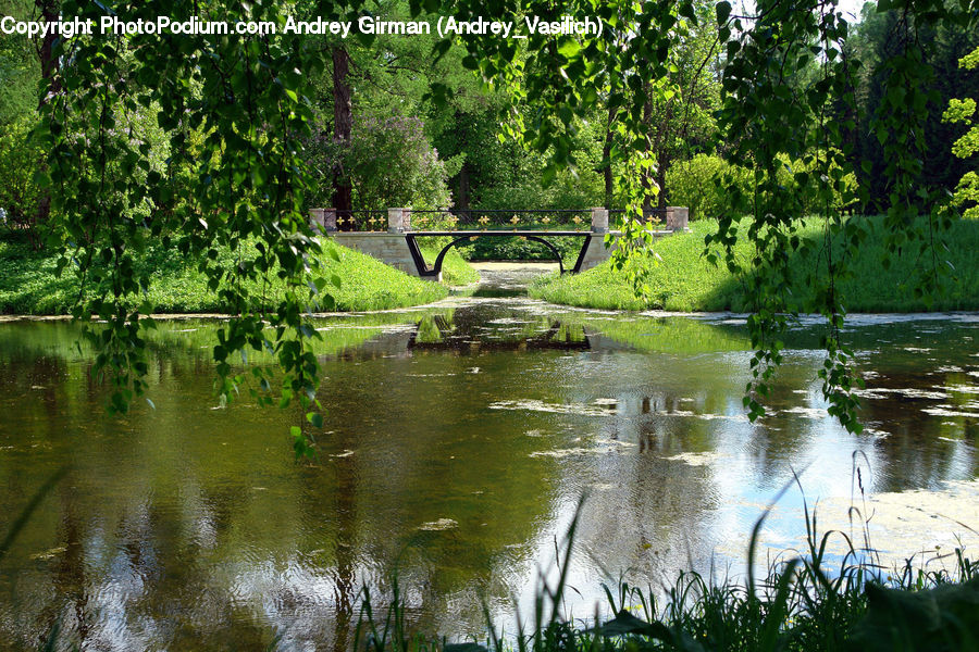 Outdoors, Pond, Water, Forest, Jungle, Rainforest, Vegetation
