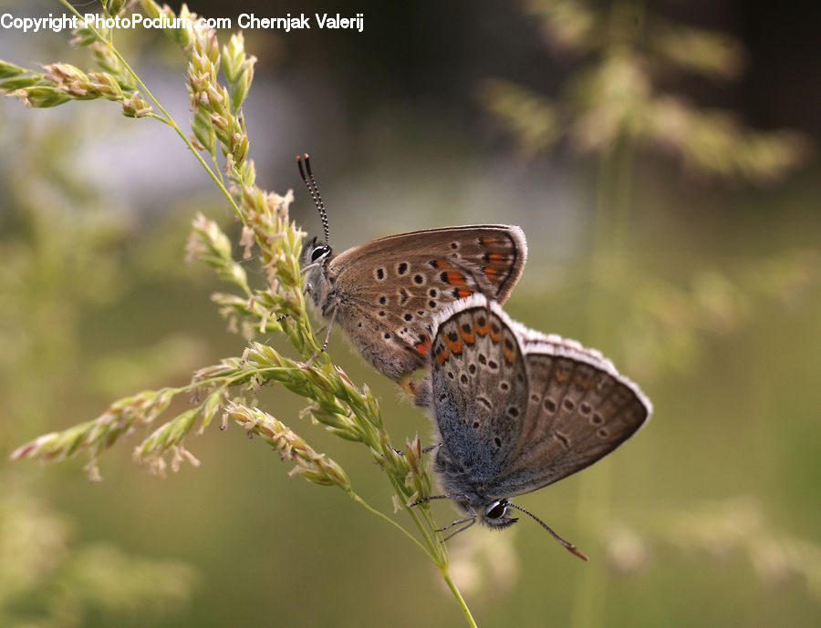 Butterfly, Insect, Invertebrate, Conifer, Fir, Plant, Tree