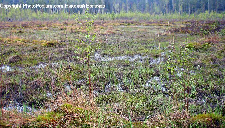 Land, Marsh, Pond, Swamp, Water, Bush, Plant