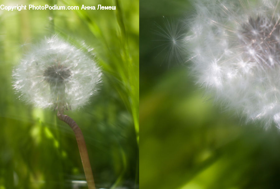 Dandelion, Flower, Plant, Grain, Seed, Field, Grass