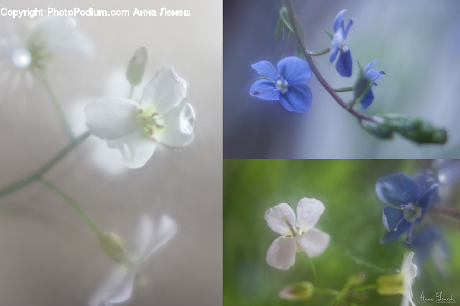 Blossom, Flora, Flower, Geranium, Plant, Fiber, Flax