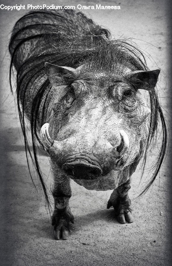 Animal, Boar, Mammal, Warthog, Drawing, Sketch, Rock