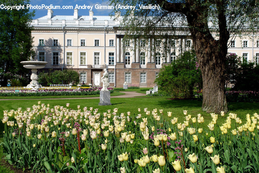 Fountain, Water, Plant, Tree, Building, Housing, Villa