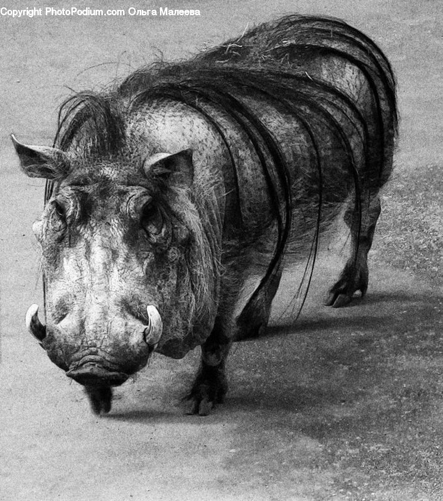 Animal, Boar, Mammal, Warthog, Pig