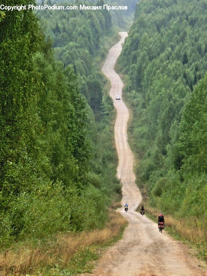 Dirt Road, Gravel, Road, Conifer, Plant, Tree, Wood