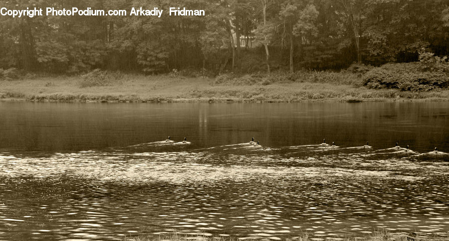 Forest, Grove, Land, Outdoors, Pond, Water, Vegetation