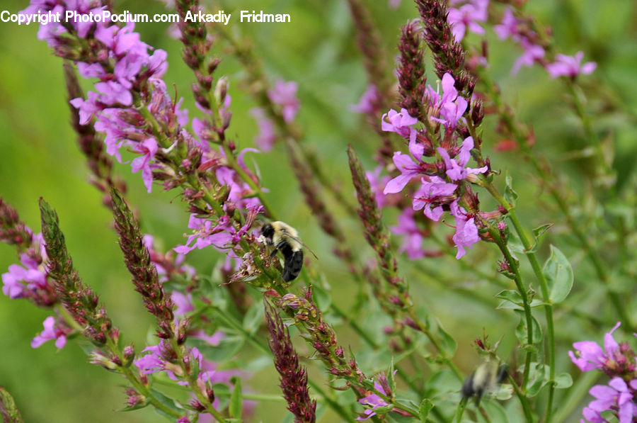Blossom, Flora, Flower, Plant, Aster, Pollen, Asteraceae