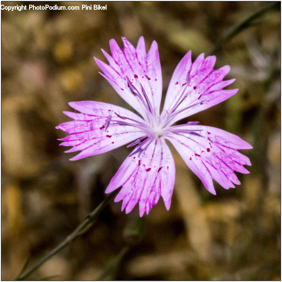 Blossom, Flora, Flower, Plant, Asteraceae, Geranium, Daisies