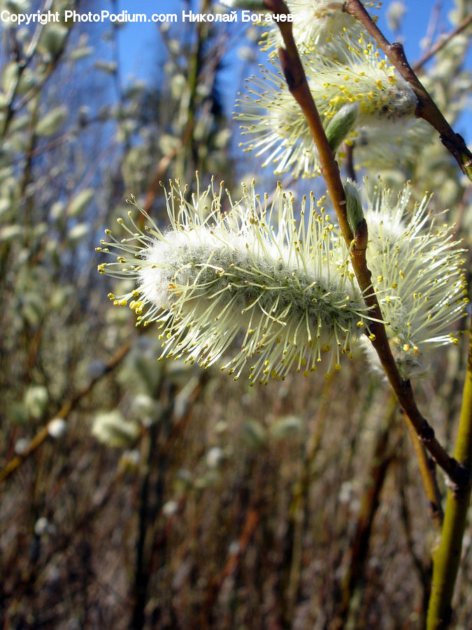 Conifer, Larch, Tree, Wood, Fir, Plant, Blossom