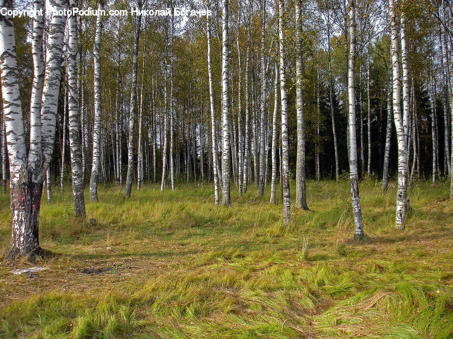 Birch, Tree, Wood, Forest, Vegetation, Grove, Land