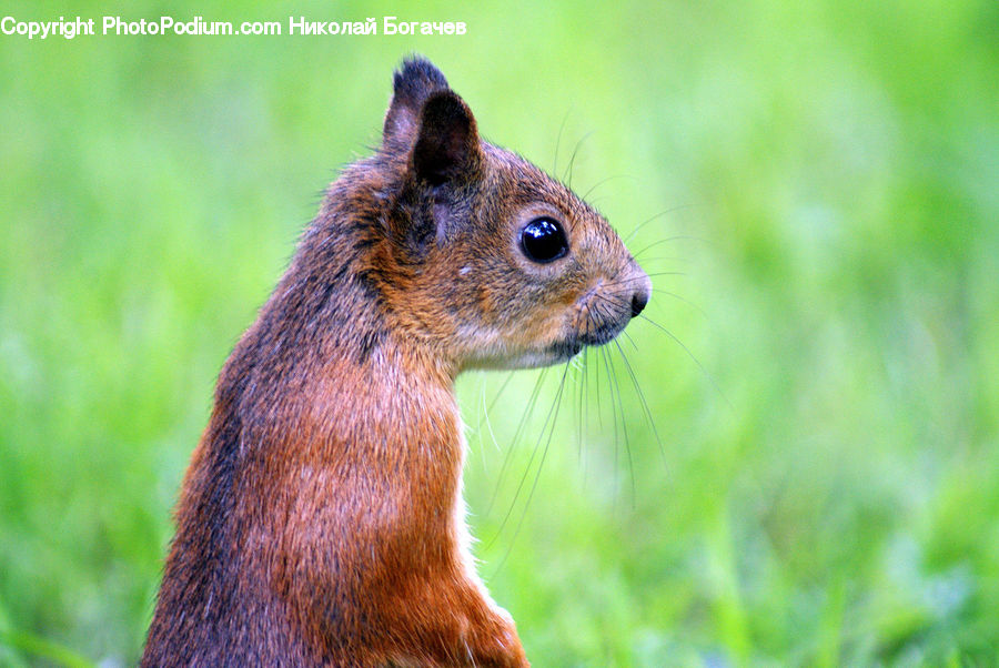 Animal, Mammal, Rodent, Squirrel, Eating, Field, Grass