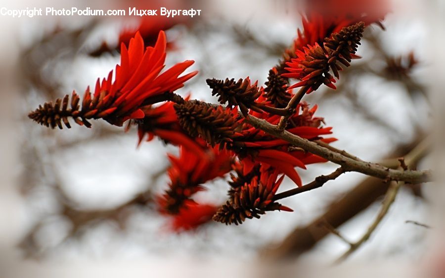 Conifer, Fir, Plant, Tree, Blossom, Flora, Flower