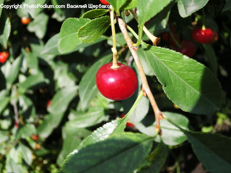 Cherry, Fruit, Ivy, Plant, Vine, Blossom, Flora