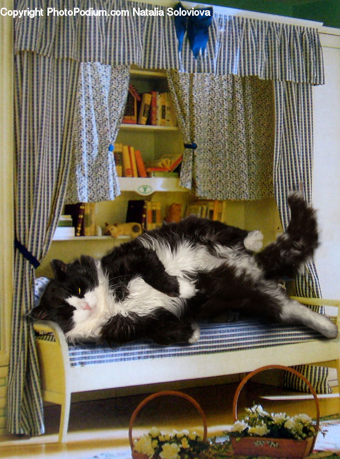 Animal, Cat, Mammal, Manx, Pet, Plant, Potted Plant