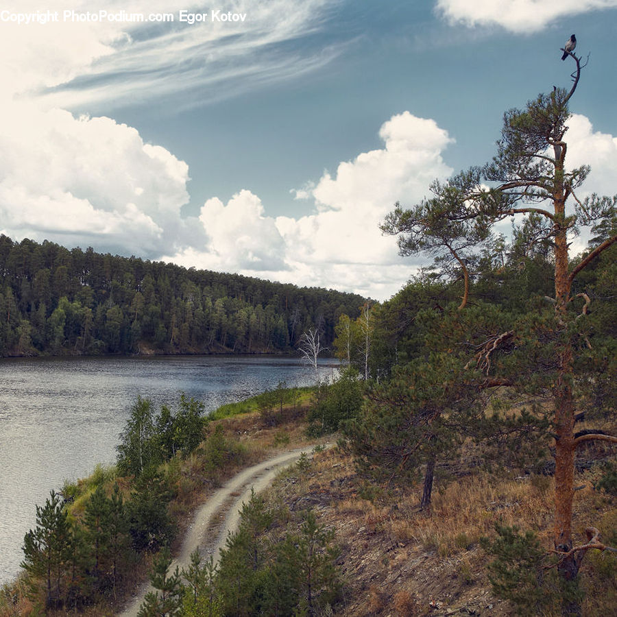 Conifer, Fir, Plant, Tree, Bush, Vegetation, Oak
