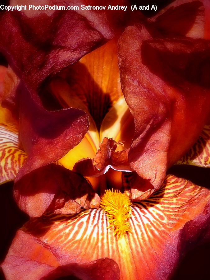 Flora, Flower, Gladiolus, Plant, Blossom, Amaryllis, Iris