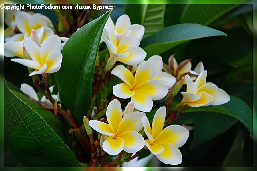 Plant, Blossom, Flora, Flower, Crocus, Petal, Flower Arrangement