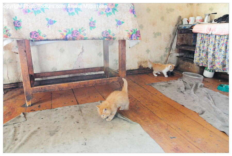 Animal, Cat, Mammal, Pet, Adorable, Hardwood, Wood