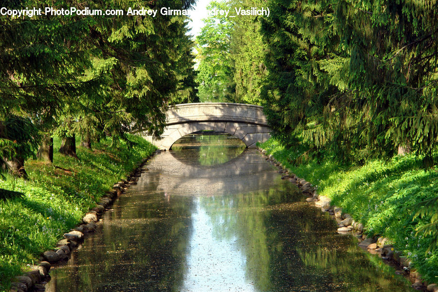 Canal, Outdoors, River, Water, Pond, Forest, Grove