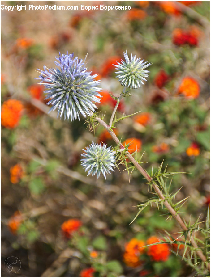 Plant, Potted Plant, Blossom, Flora, Flower, Thistle, Weed