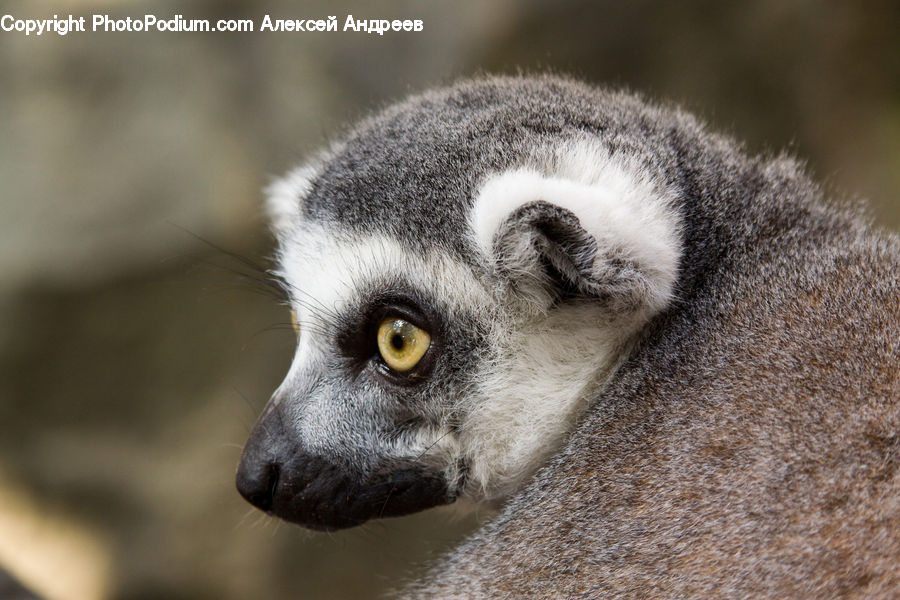 Animal, Lemur, Mammal, Monkey, Wildlife