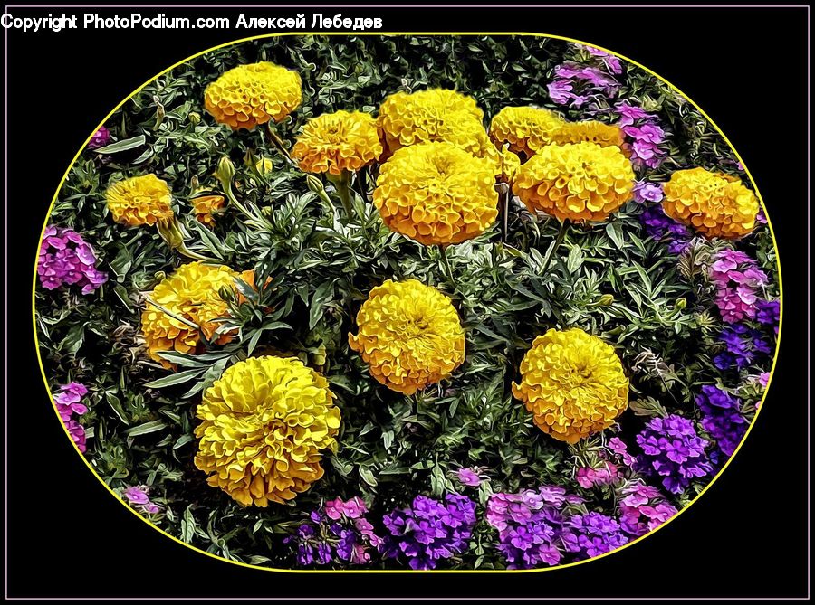 Blossom, Flora, Flower, Plant, Asteraceae, Herbal, Herbs