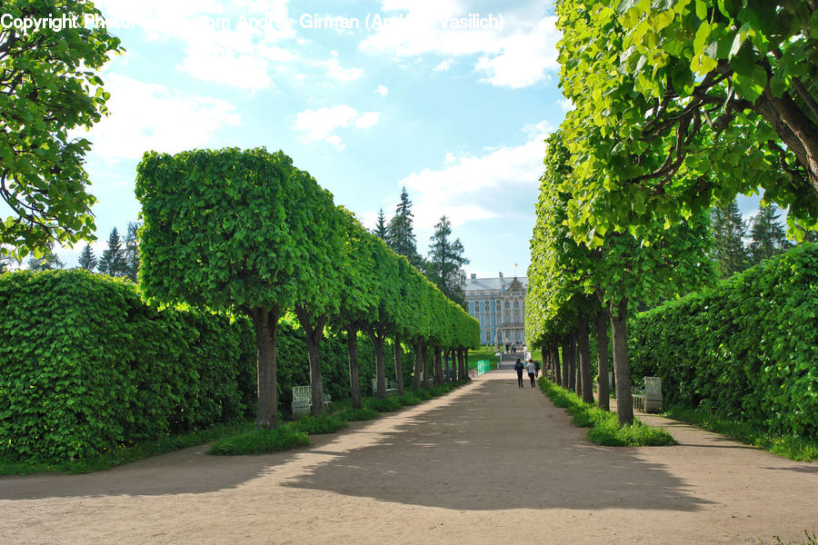 Boardwalk, Path, Pavement, Sidewalk, Walkway, Oak, Sycamore
