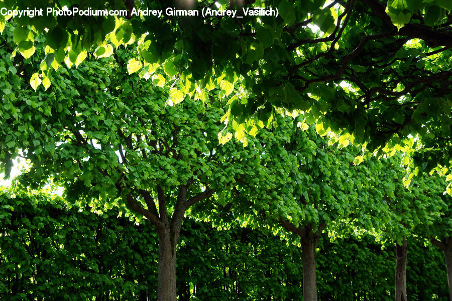 Plant, Tree, Bush, Vegetation, Oak, Wood, Blossom