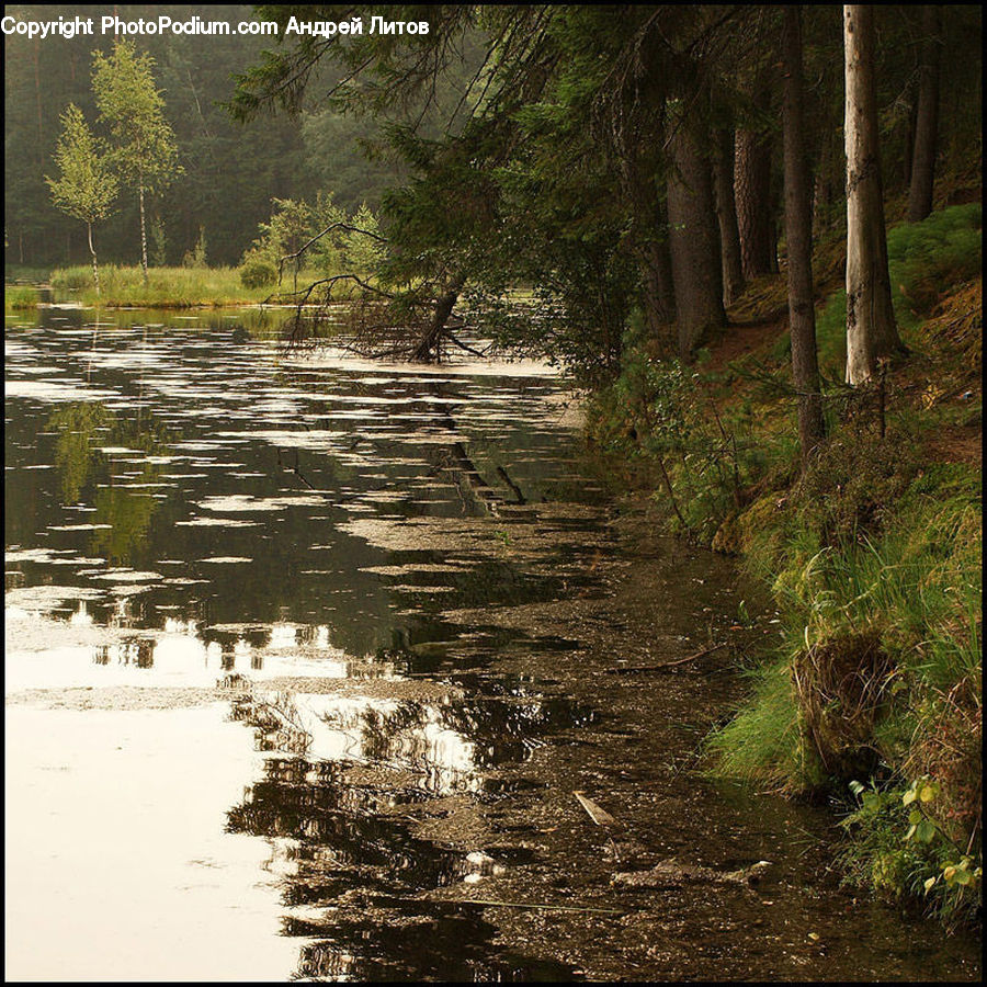 Forest, Vegetation, Land, Marsh, Pond, Swamp, Water