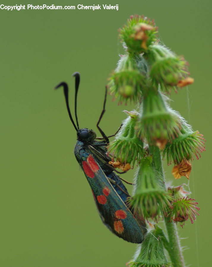 Insect, Invertebrate, Butterfly, Plant, Asilidae, Cricket Insect, Grasshopper