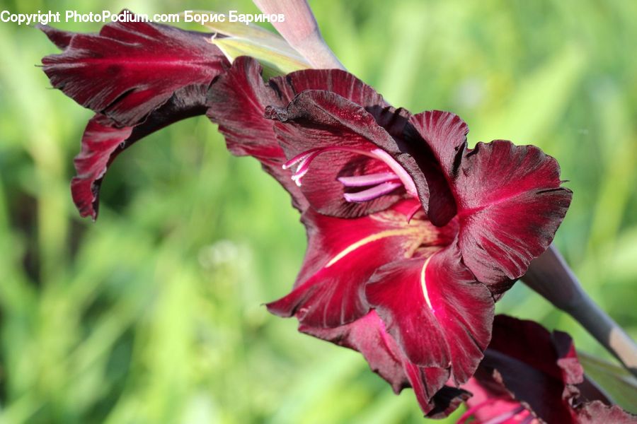 Flora, Flower, Gladiolus, Plant