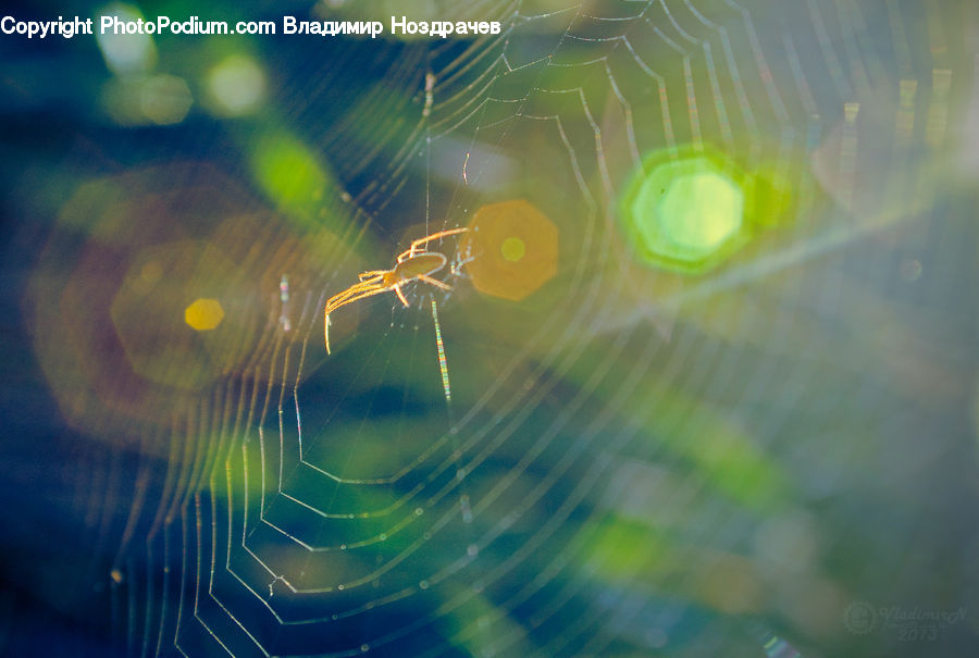 Arachnid, Garden Spider, Insect, Invertebrate, Spider