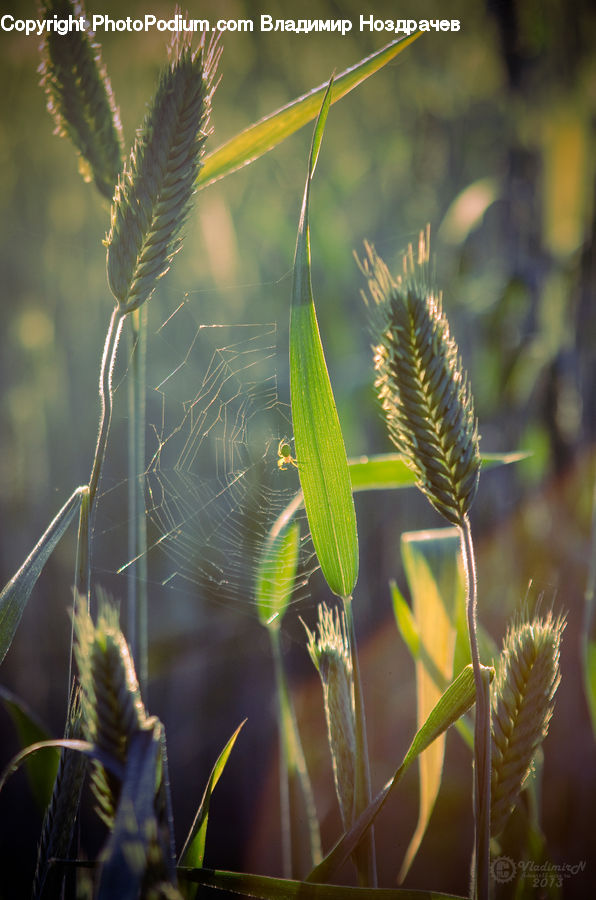 Field, Grass, Grassland, Plant, Dill, Blossom, Flora