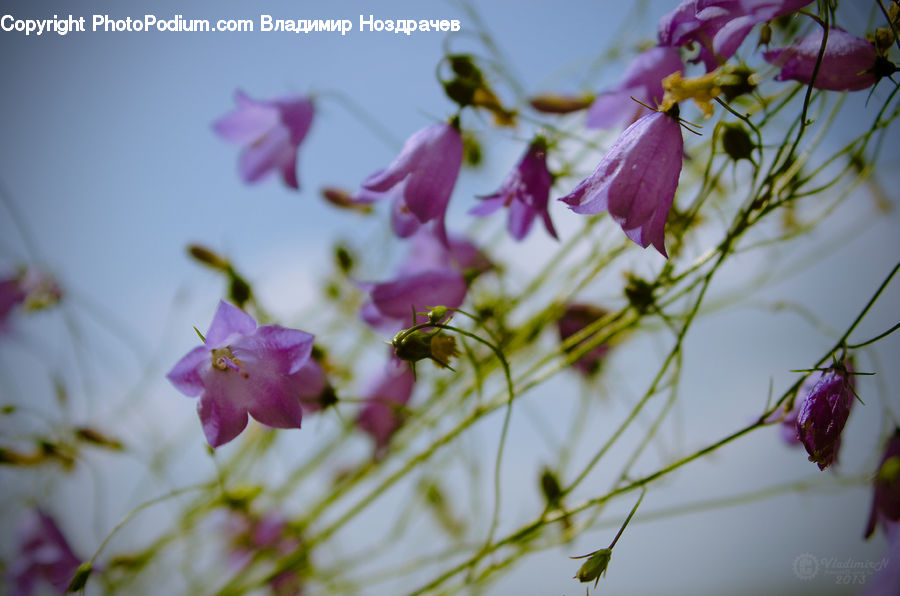 Cosmos, Aphid, Insect, Invertebrate, Blossom, Flora, Flower