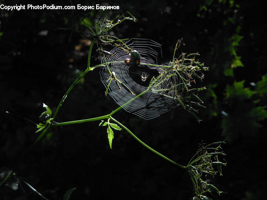 Arachnid, Garden Spider, Insect, Invertebrate, Spider, Acanthaceae, Annonaceae