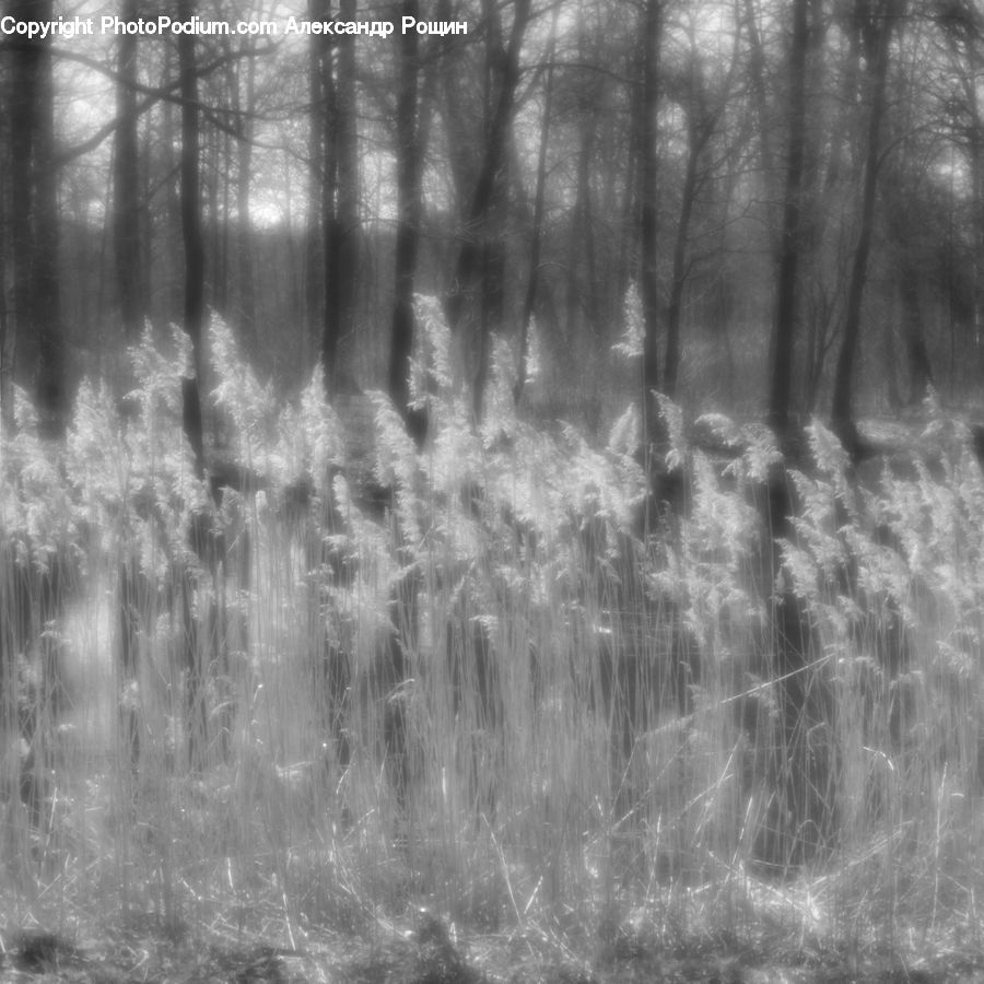 Forest, Vegetation, Grove, Land, Outdoors, Plant, Tree