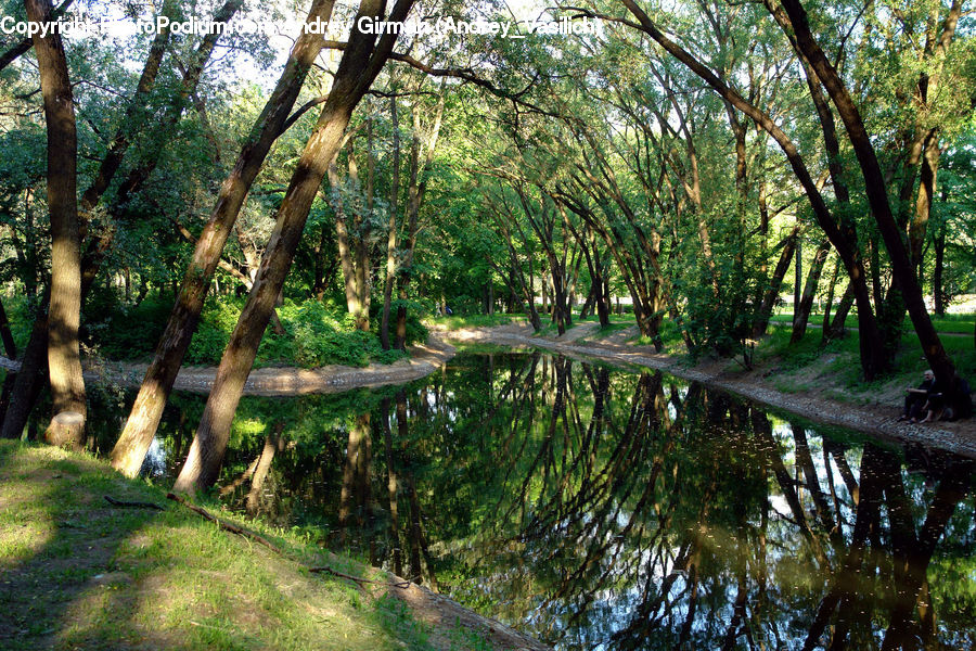 Forest, Vegetation, Birch, Tree, Wood, Land, Marsh