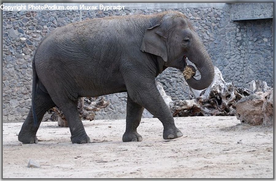 Animal, Elephant, Mammal, Rock, Cliff, Outdoors, Canyon