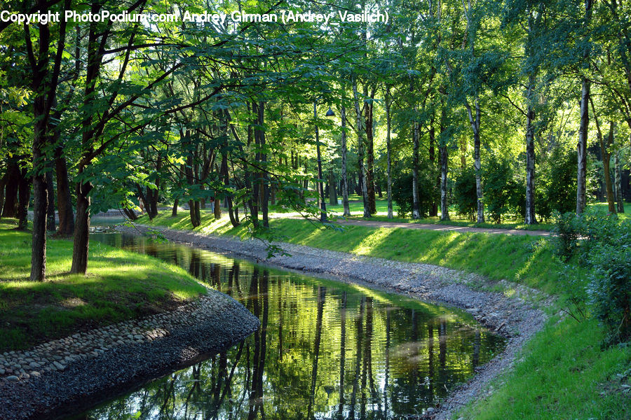 Plant, Tree, Oak, Wood, Forest, Grove, Land
